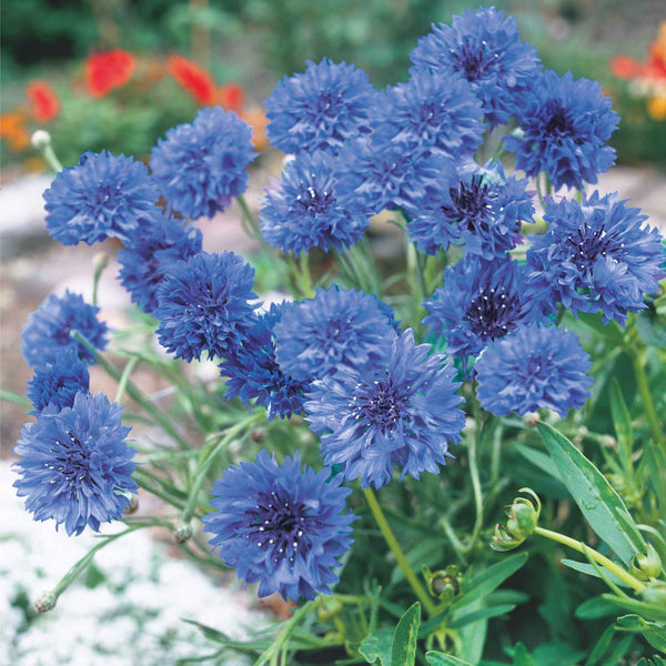 Cornflower Seeds 'Blue Diadem Flower'