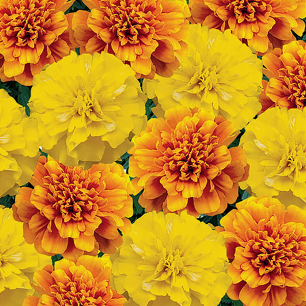 Marigold Seeds 'French Citrus Mix'