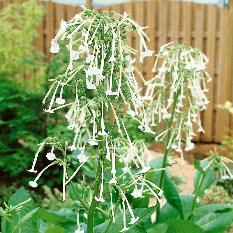 Nicotiana Seeds 'Sylvestris Only the Lonely'