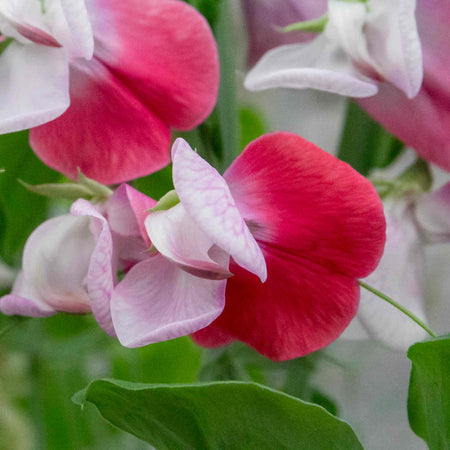 Sweet Pea Seeds 'Extra Fragrant' Collection