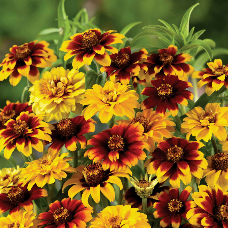 Zinnia Seeds 'Old Mexico'