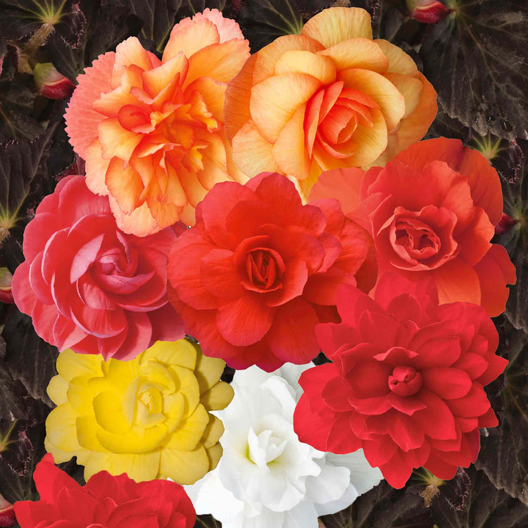 Begonia Seeds 'Illuminations Mix'