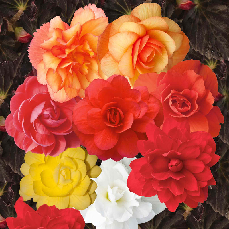 Begonia Seeds 'Illuminations Mix'