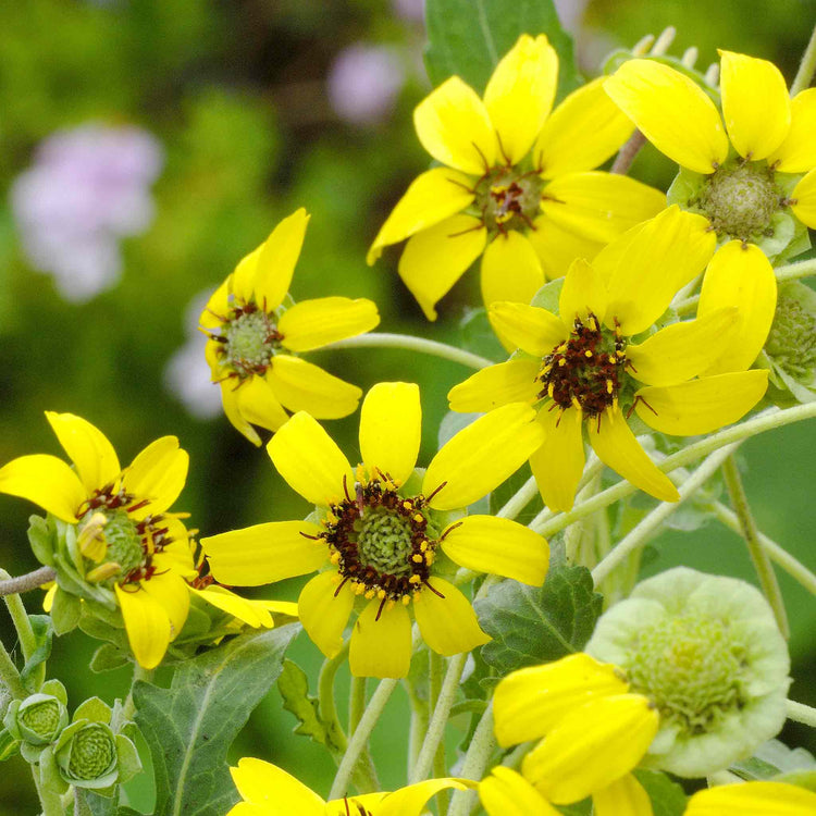 Berlandiera Seeds 'Chocolate Daisy'