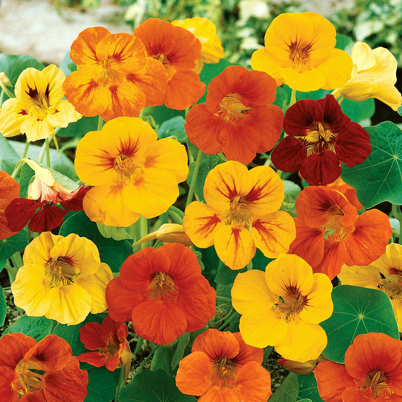 Nasturtium Seeds 'Maharajah Mix'