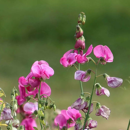 Sweet Pea Seeds 'Everlasting Mix'