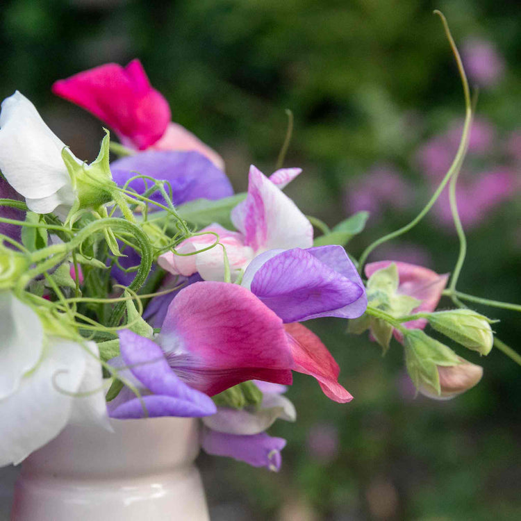 Sweet Pea Seeds 'Galaxy Mix'