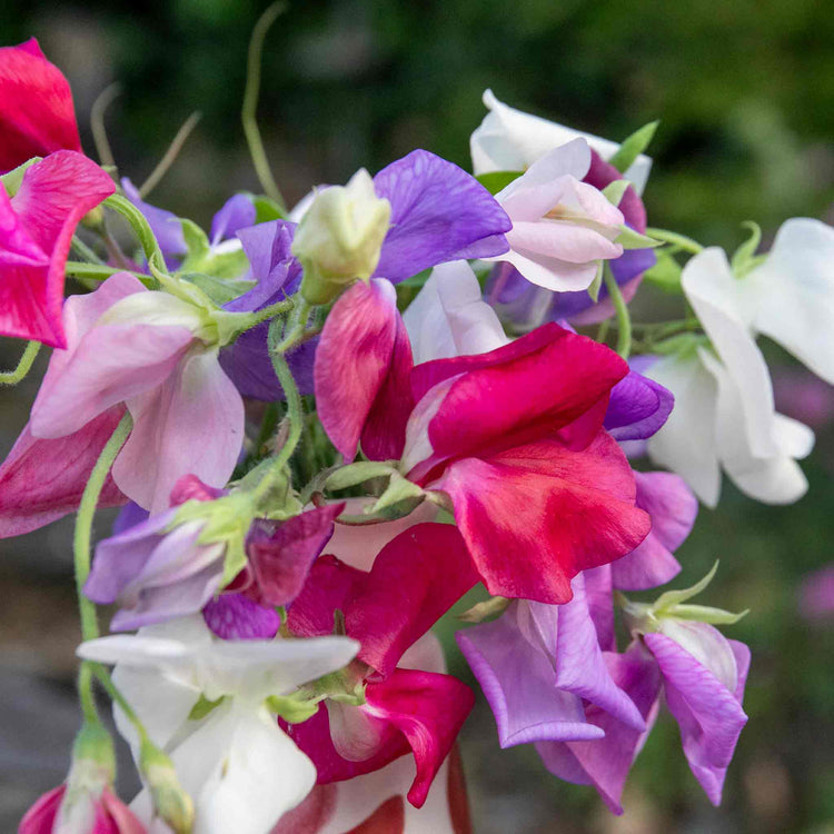 Sweet Pea Seeds 'Galaxy Mix'