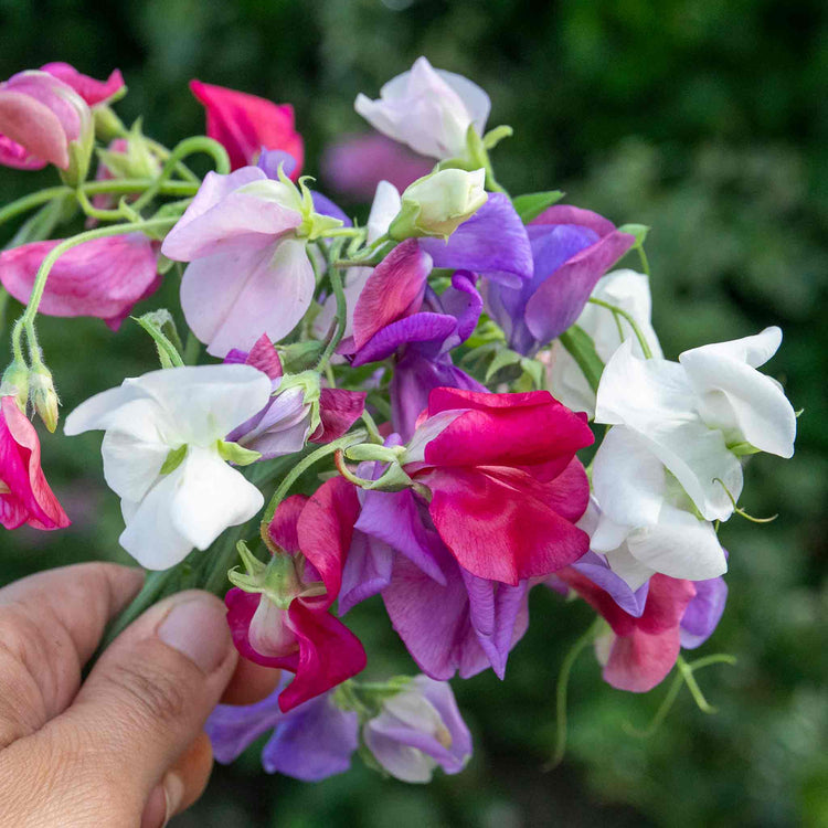 Sweet Pea Seeds 'Galaxy Mix'