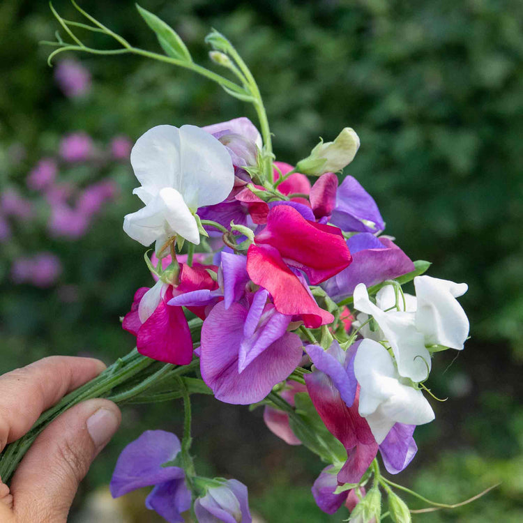Sweet Pea Seeds 'Galaxy Mix'