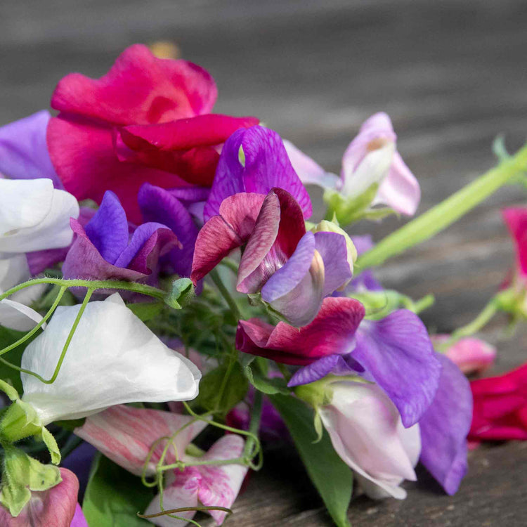 Sweet Pea Seeds 'Galaxy Mix'