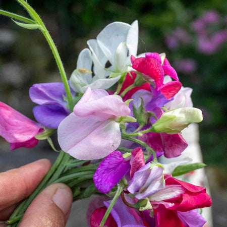 Sweet Pea Seeds 'Galaxy Mix'