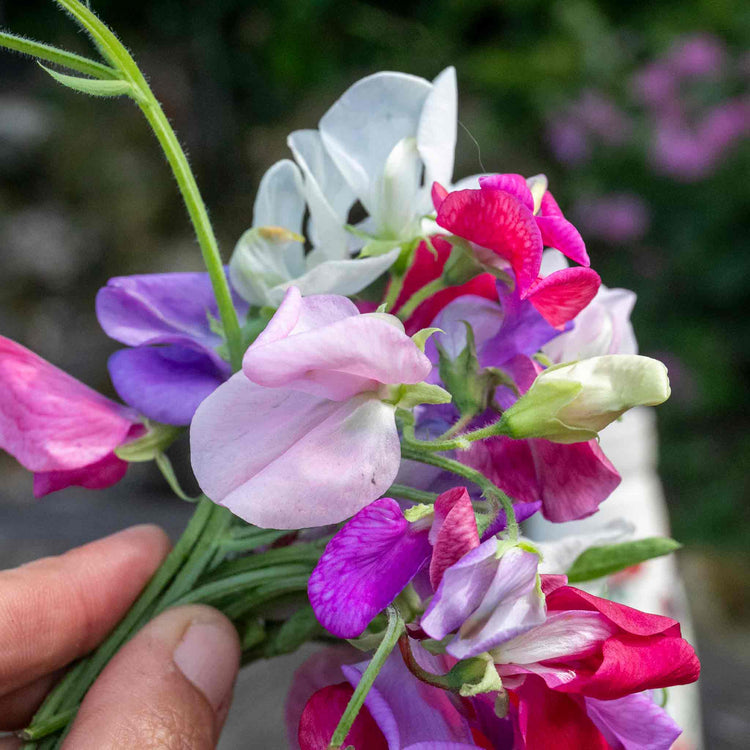 Sweet Pea Seeds 'Galaxy Mix'