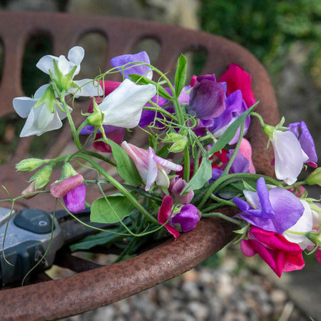 Sweet Pea Seeds 'Galaxy Mix'