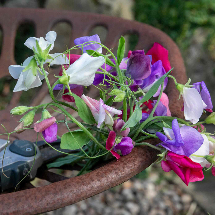Sweet Pea Seeds 'Galaxy Mix'