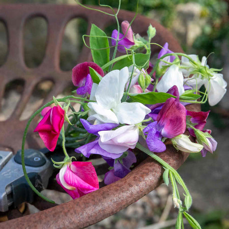 Sweet Pea Seeds 'Galaxy Mix'