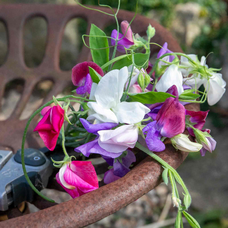 Sweet Pea Seeds 'Galaxy Mix'