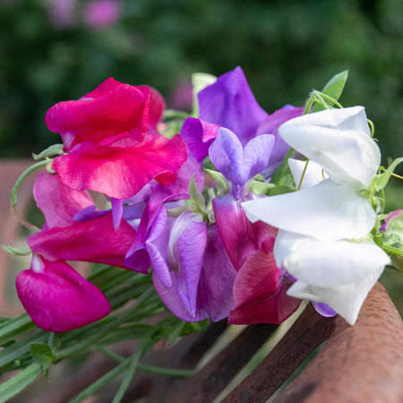 Sweet Pea Seeds 'Galaxy Mix'