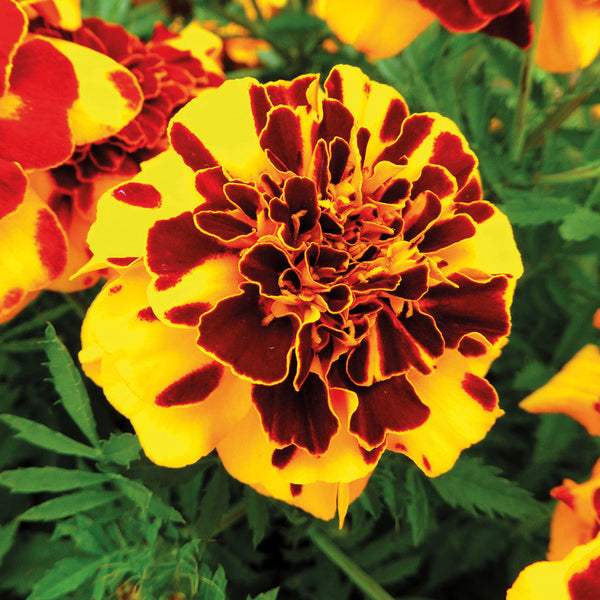 French Marigold Seeds 'Goldiluxe'