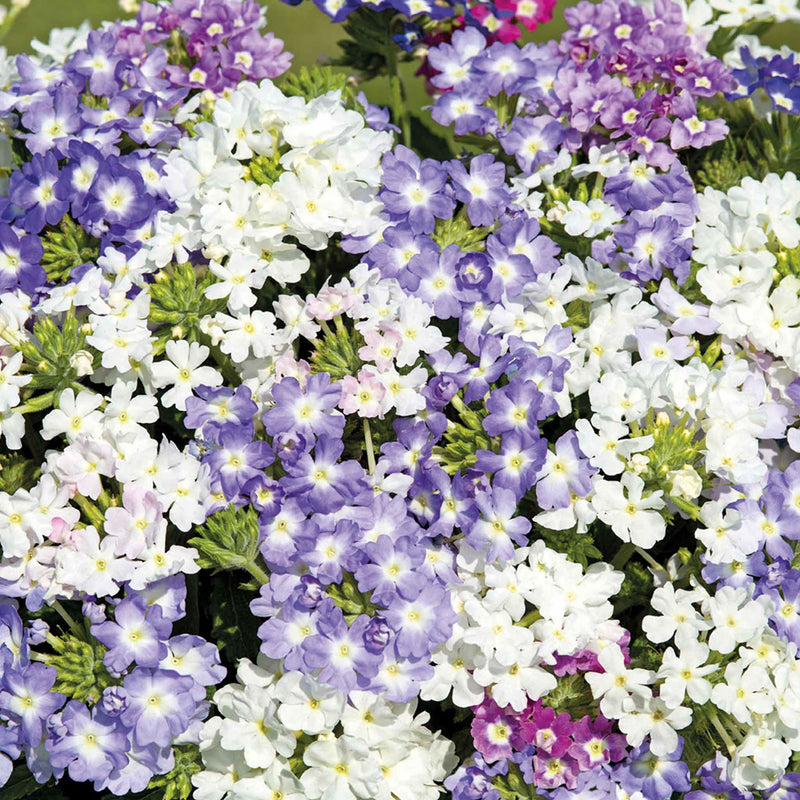 Verbena Seeds 'Scentsation Mix'