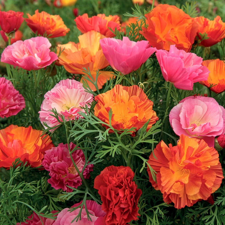 Californian Poppy Seeds 'XL Jelly Beans'