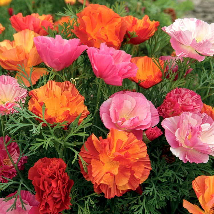 Californian Poppy Seeds 'XL Jelly Beans'