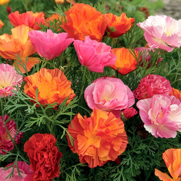 Californian Poppy Seeds 'XL Jelly Beans'