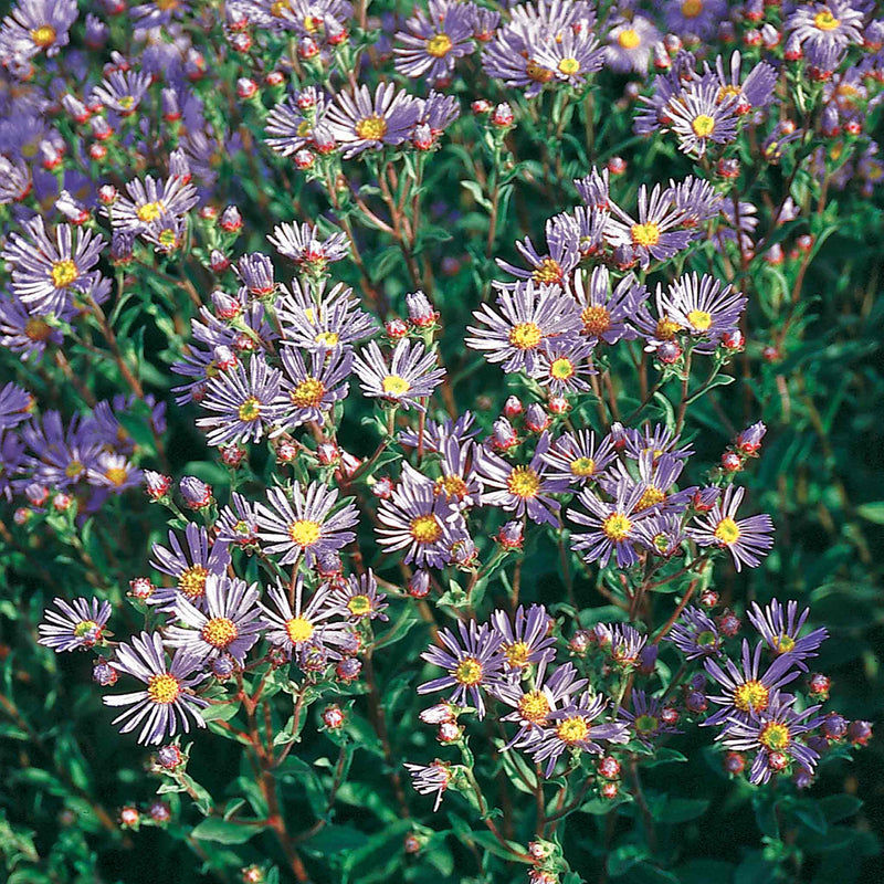 Aster Seeds 'Rudolph Goethe'