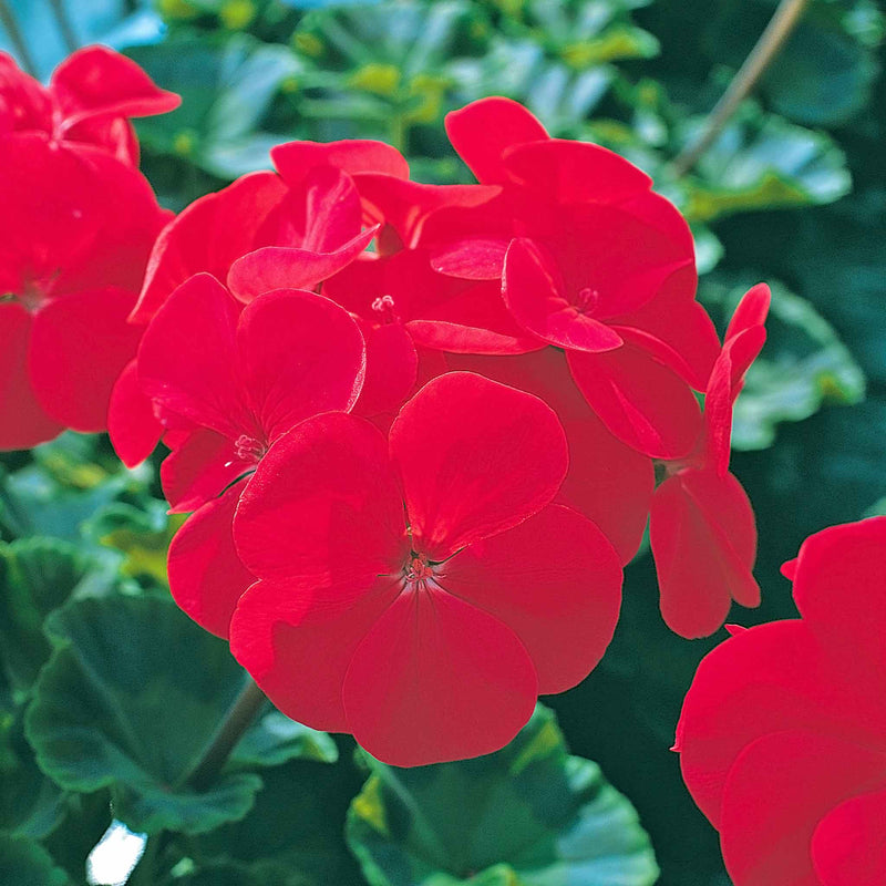 Geranium Seeds 'Horizon Red'
