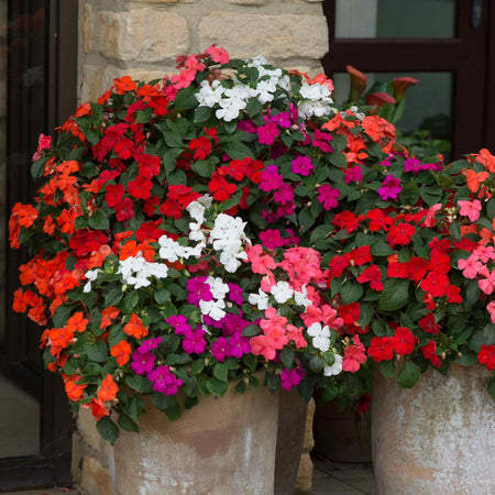 Impatiens Seeds 'Beacon Mixed'