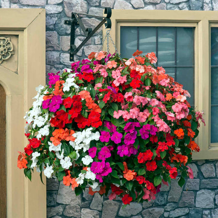 Impatiens Seeds 'Beacon Mixed'