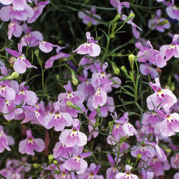 Lobelia Seeds 'Fountain Lilac'