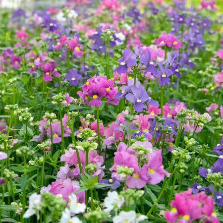 Nemesia Seeds 'Poetry Mixed'
