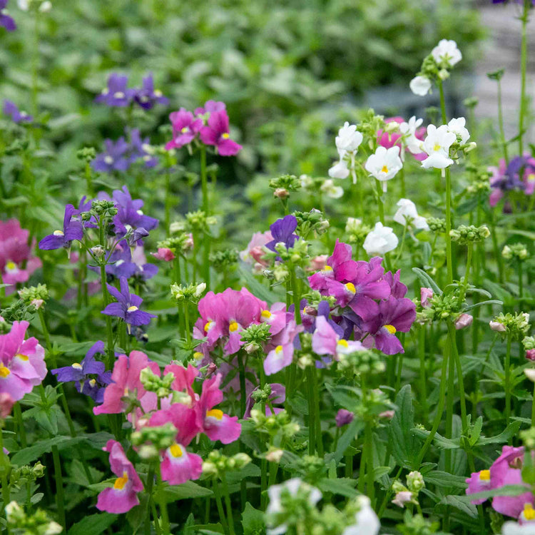 Nemesia Seeds 'Poetry Mixed'