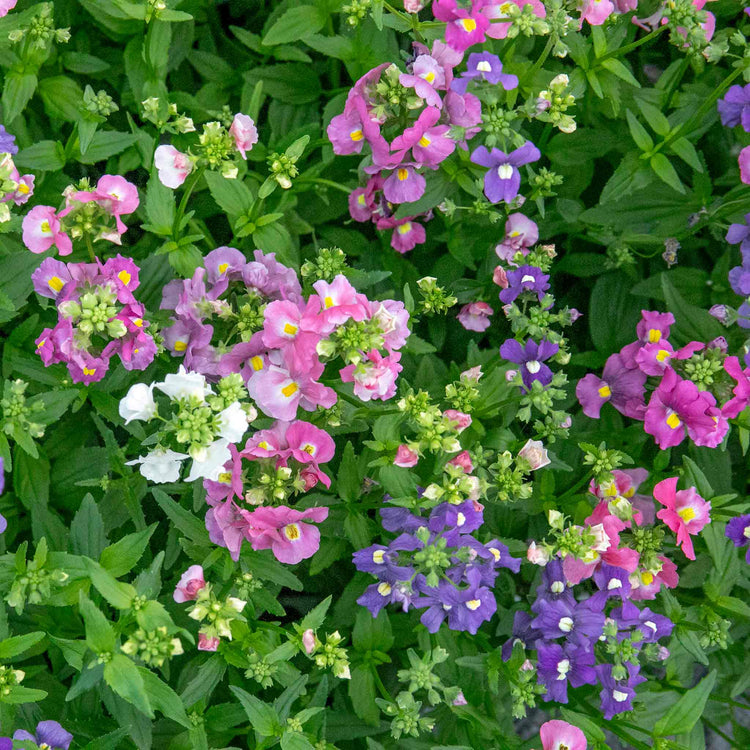 Nemesia Seeds 'Poetry Mixed'