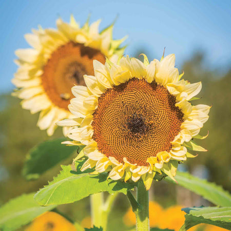 Sunflower Seeds 'White Nite'