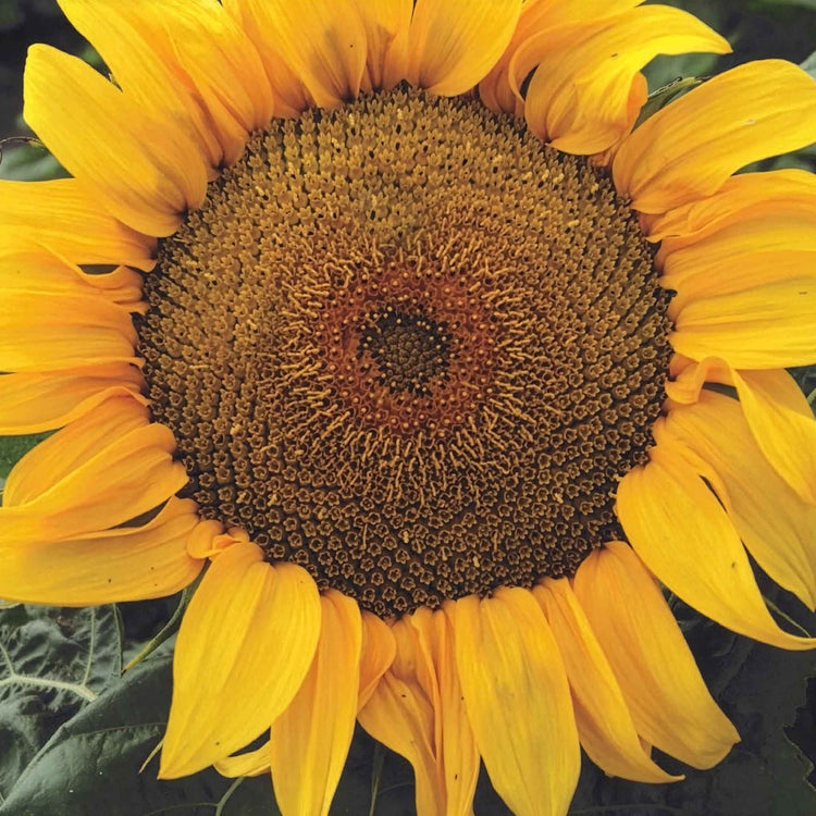 Sunflower Seeds 'Yellow Pygmy'