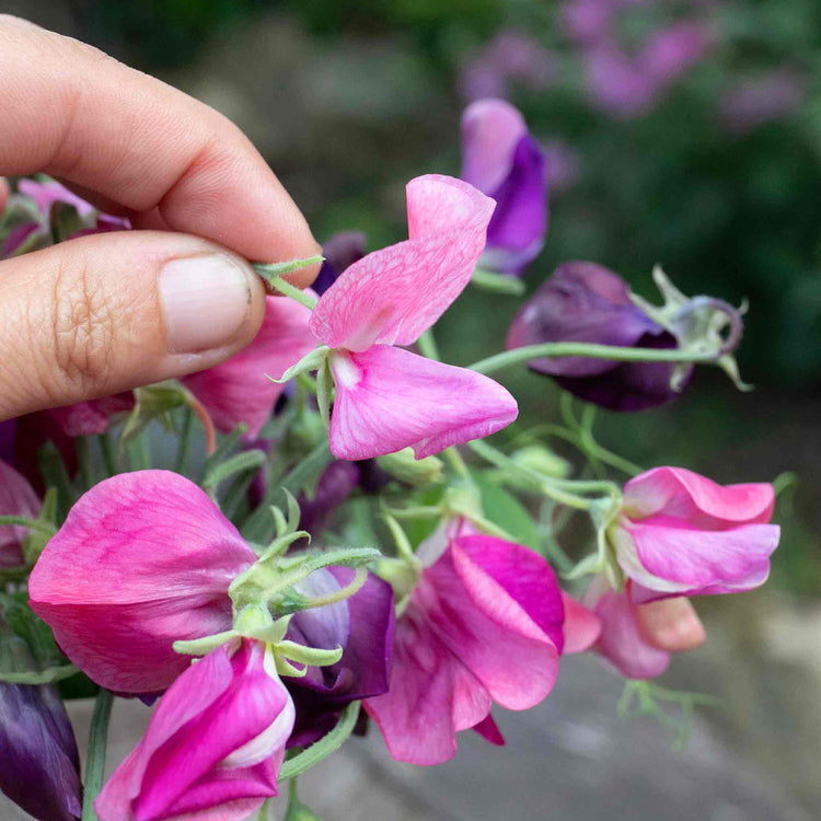 Sweet Pea Seeds 'Bubblegum Mix'