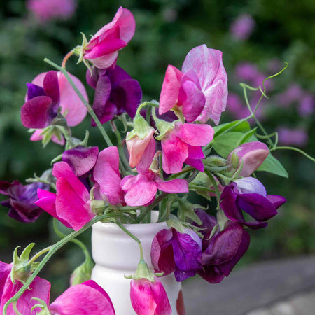 Sweet Pea Seeds 'Bubblegum Mix'