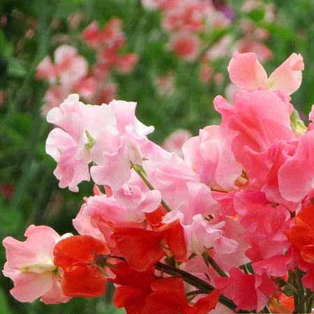 Sweet Pea Seeds 'Peach Melba Mix'