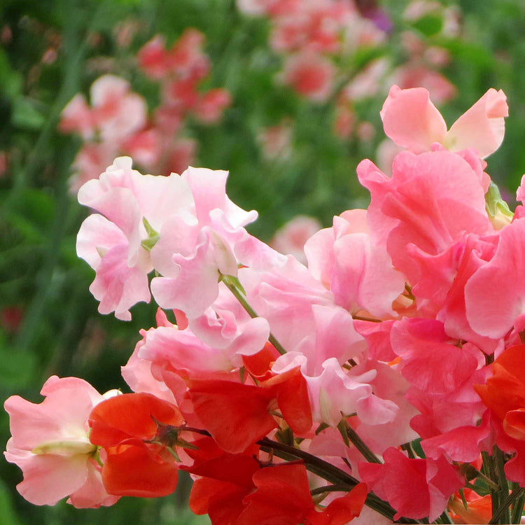 Sweet Pea Seeds 'Peach Melba Mix'
