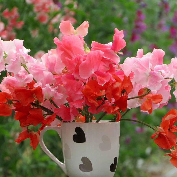 Sweet Pea Seeds 'Peach Melba Mix'