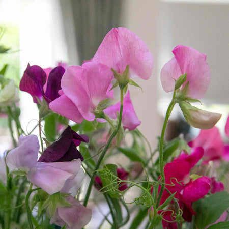 Sweet Pea Seeds 'Unwins 120 Years Mix'