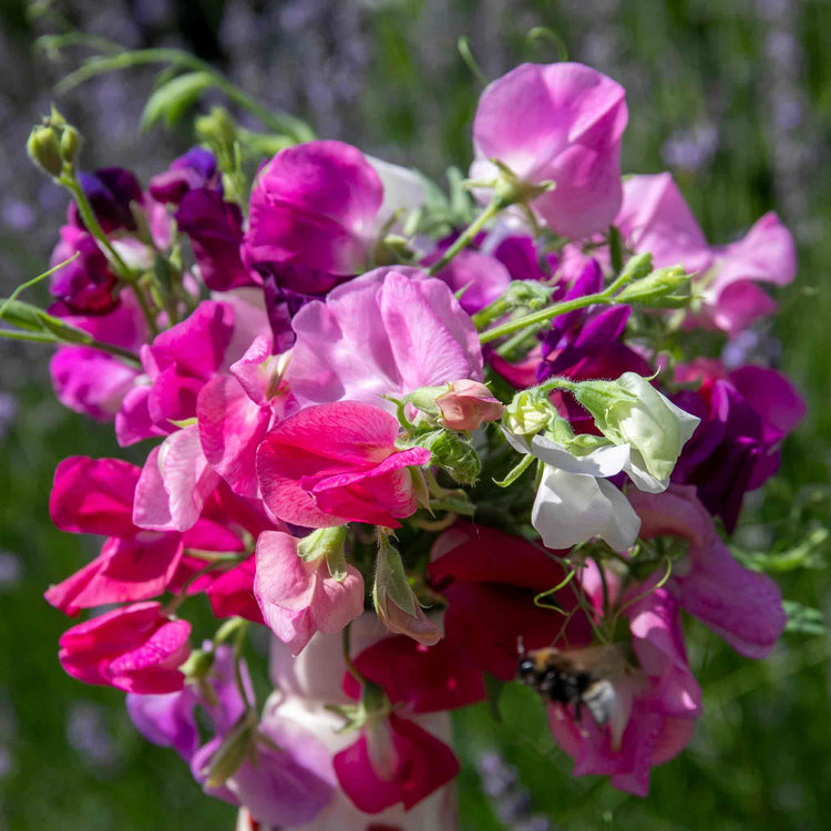 Sweet Pea Seeds 'Unwins 120 Years Mix'
