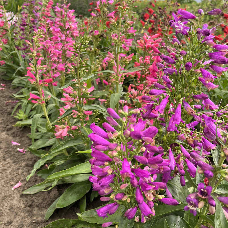 Penstemon Seeds 'Barbatus Mix '