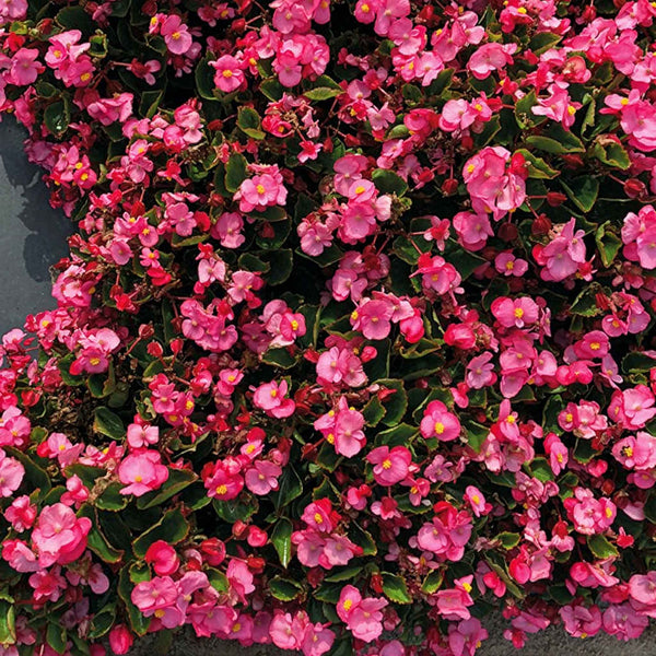 Begonia Seeds 'Super Cool Pink' F1
