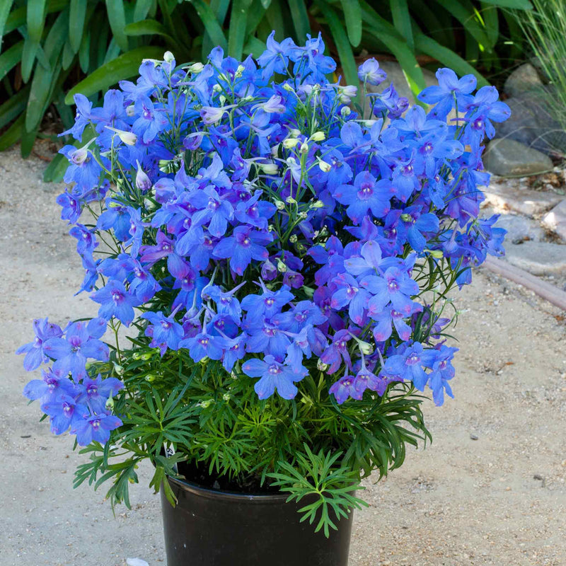 Delphinium Seeds 'Hunky Dory Blue' F1