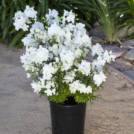 Delphinium Seeds 'Hunky Dory White' F1