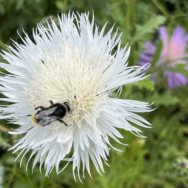 Centaurea Seeds 'The Bride'