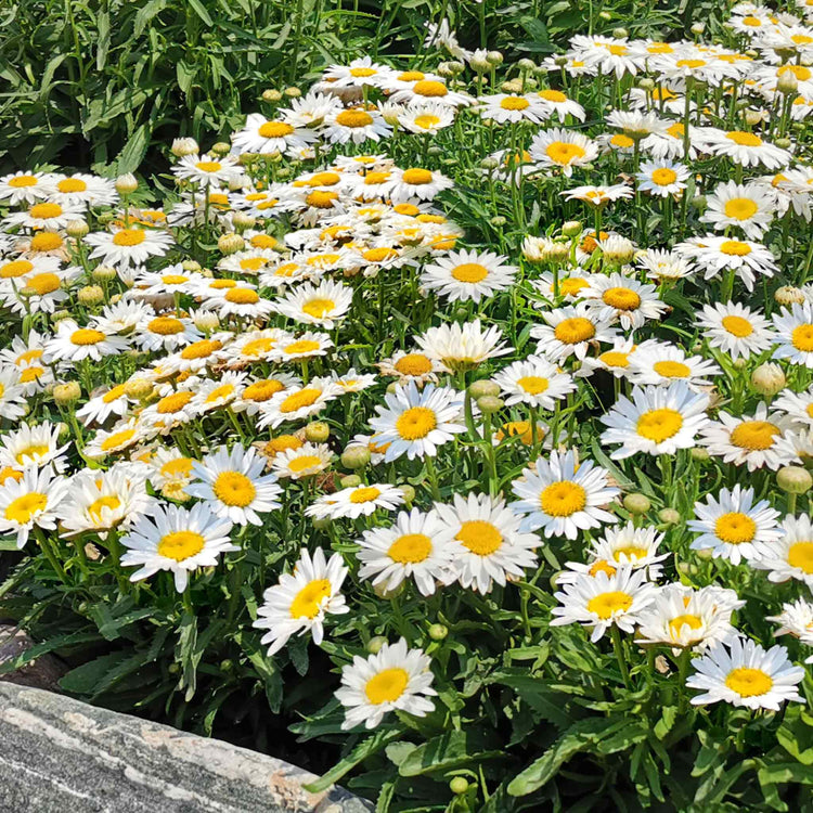 Leucanthemum Seeds 'Madonna'